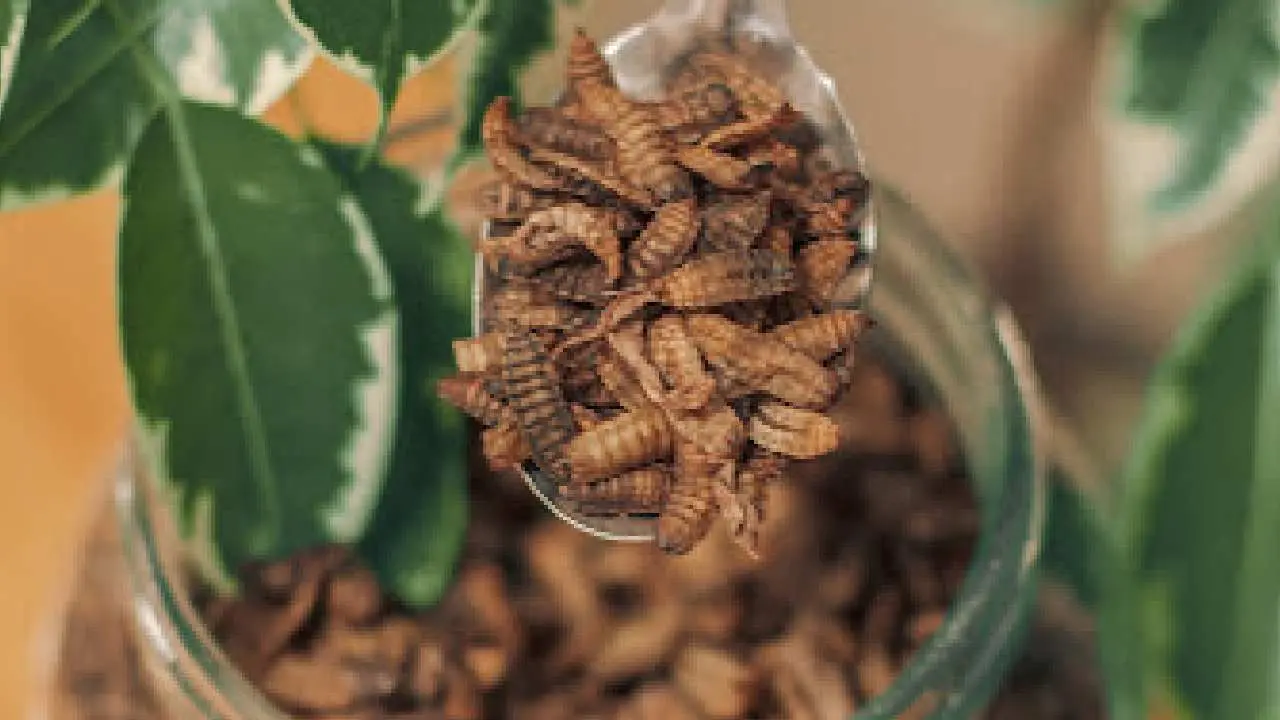 Las biofábricas de insectos tienen 15 años en Europa, funcionando a gran escala