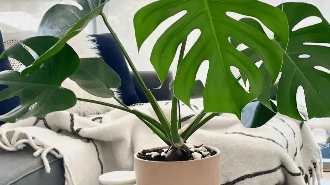 Esta es la Monstera Deliciosa