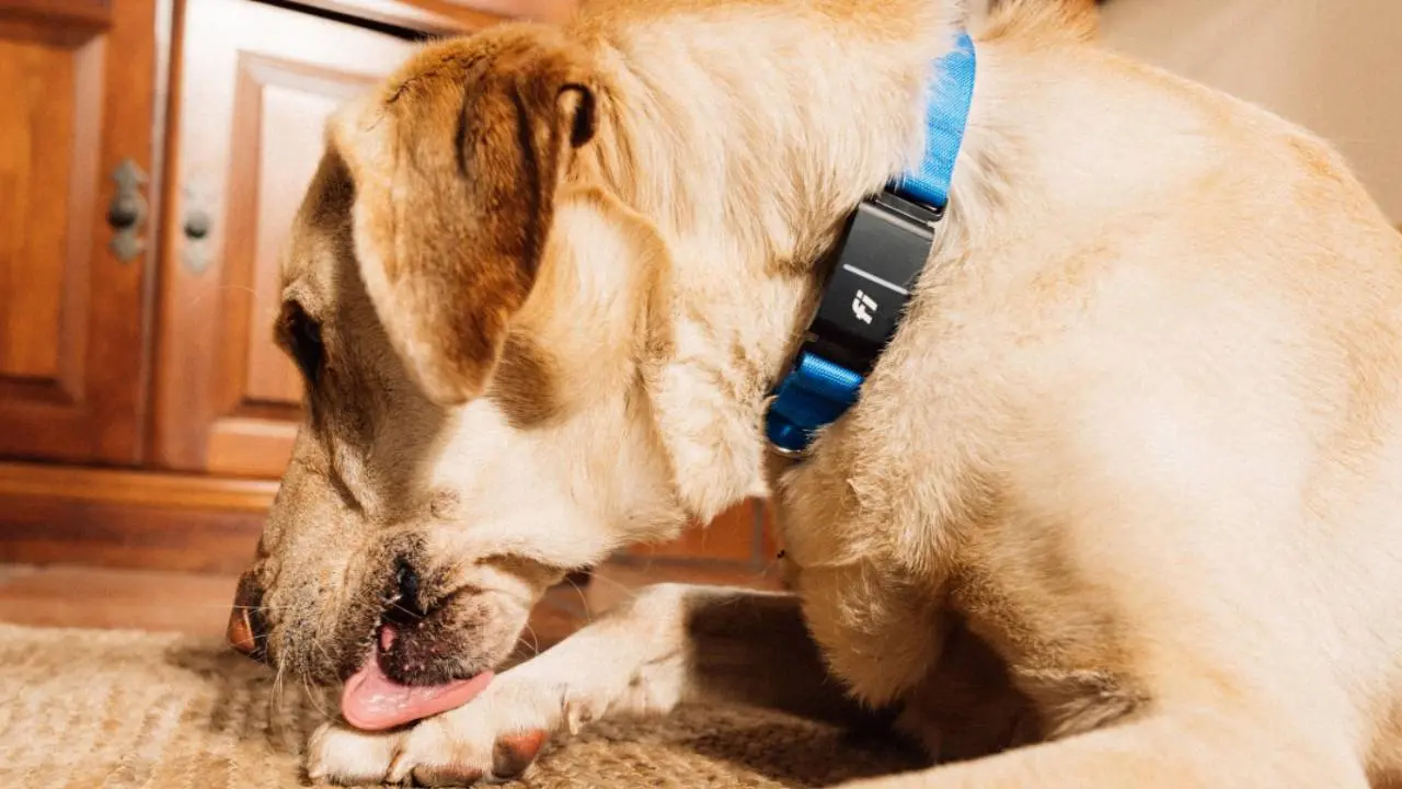 Cómo funciona el revolucionario collar con inteligencia artificial para perros