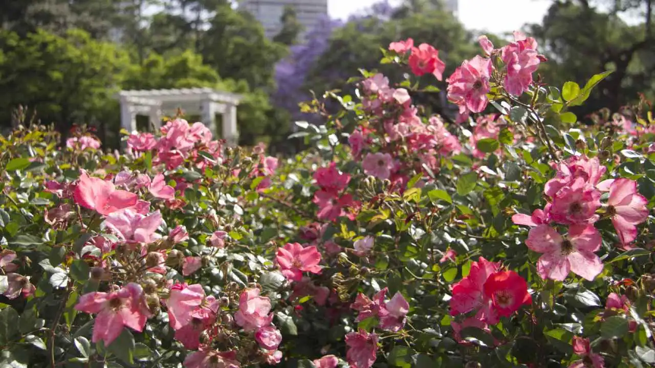 Regalan flores en Palermo: cómo hacer para llevarte un poco del Rosedal a tu casa
