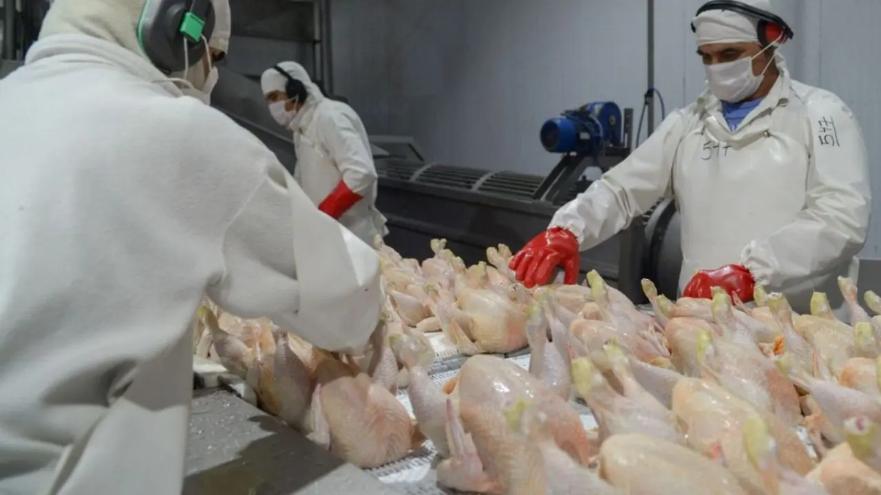 Confirman un caso de gripe aviar y hay alerta por las exportaciones argentinas de productos avícolas