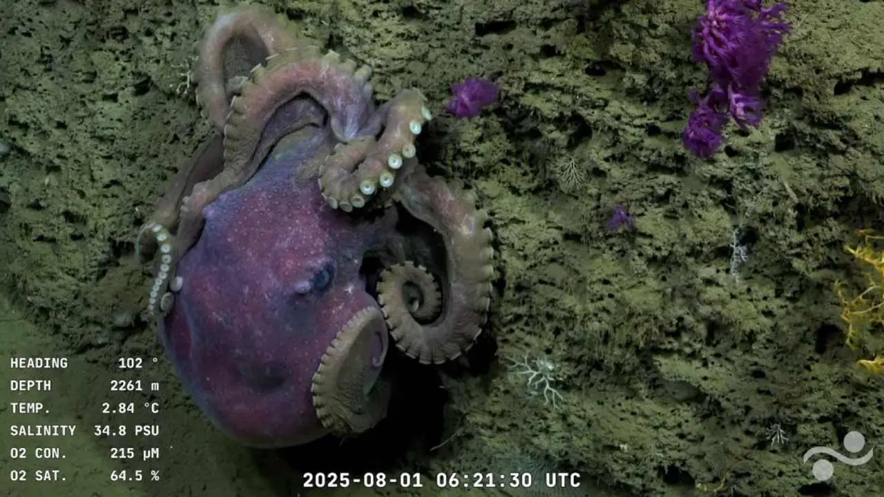 Comienza la cuenta regresiva para explorar los enigmáticos cañones submarinos del Atlántico Sur: ¿cuándo será?