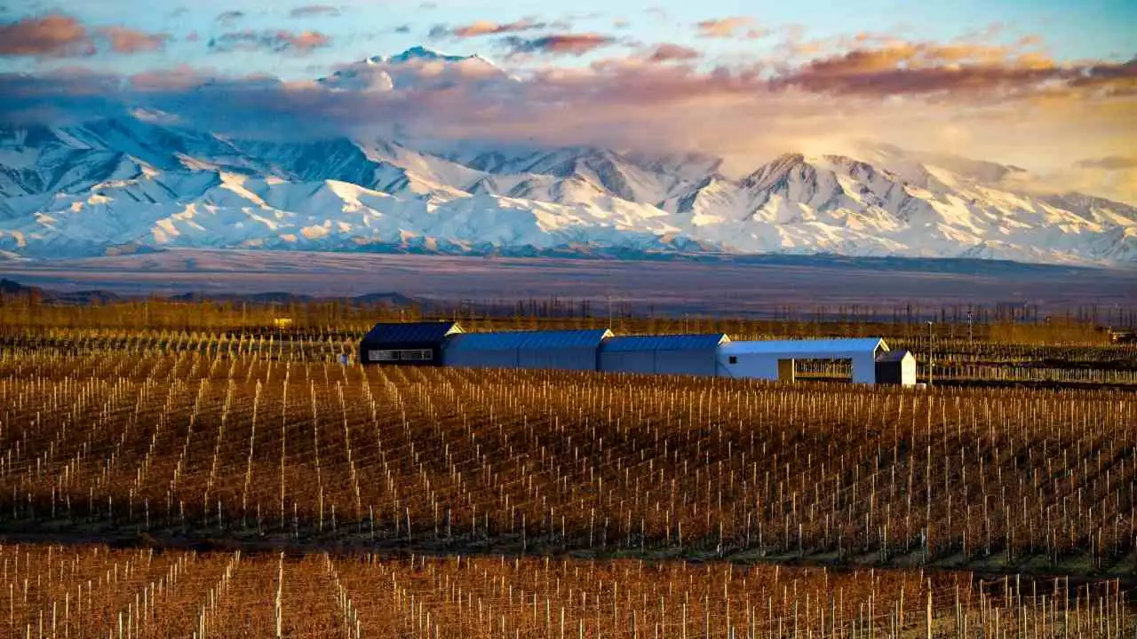 Negocio y placer: cuánto hay que invertir para tener un viñedo propio en una zona top de Mendoza