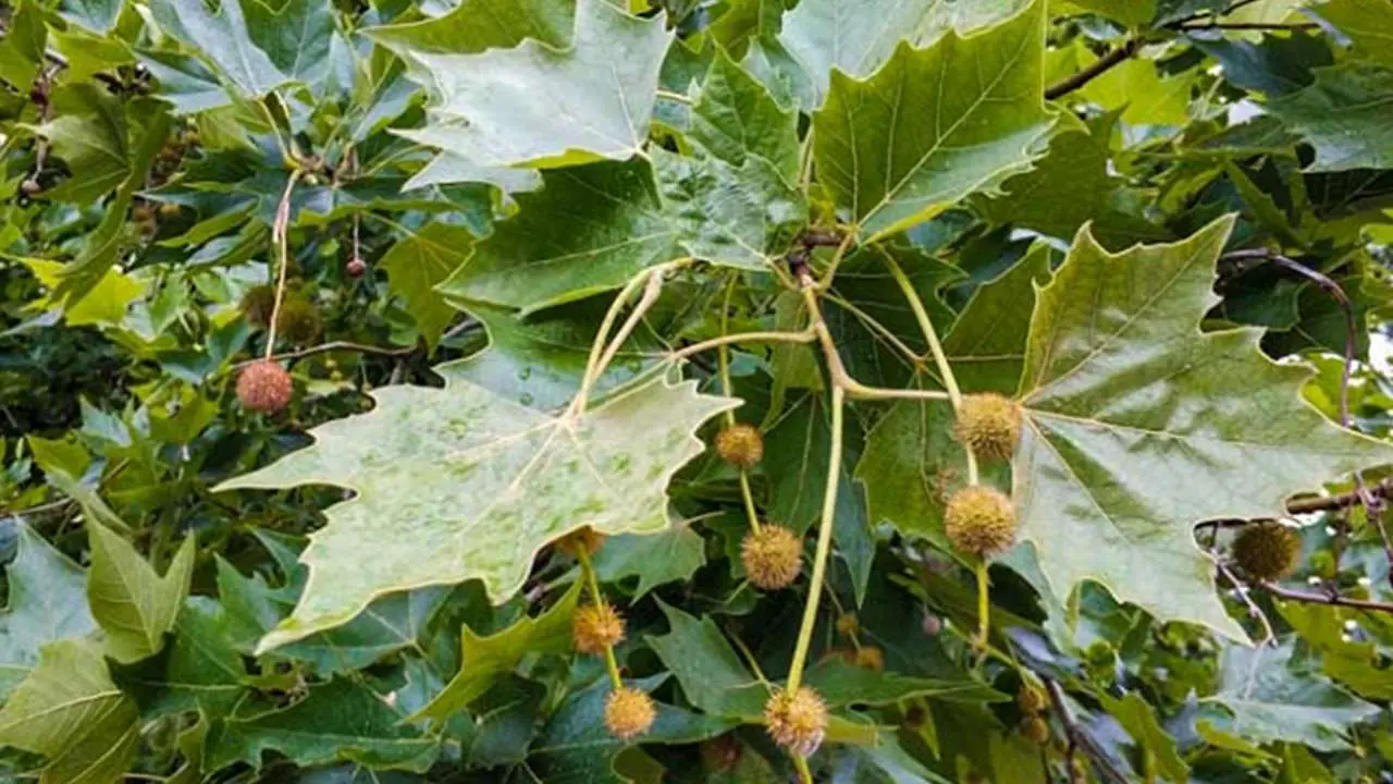 El polen del plátano contiene partículas con un gran poder alergénico