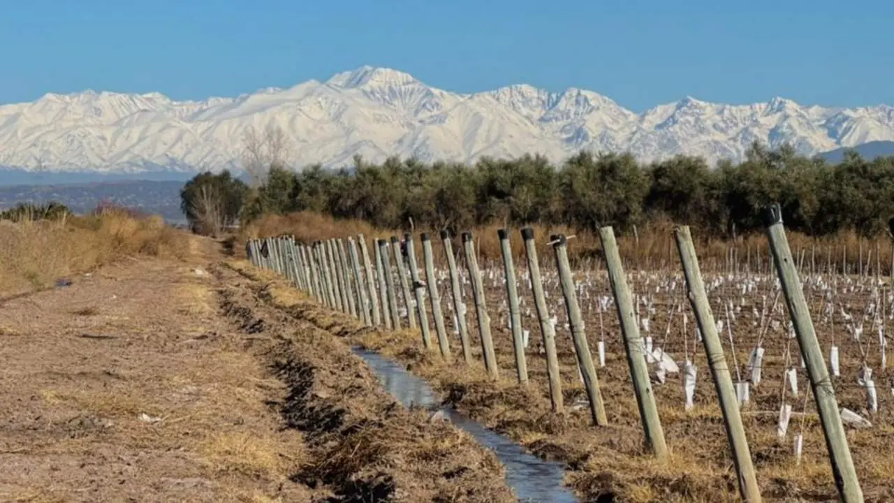 Su padre le cedió dos hectáreas de la finca familiar, donde plantó 150 plantas de pistacho