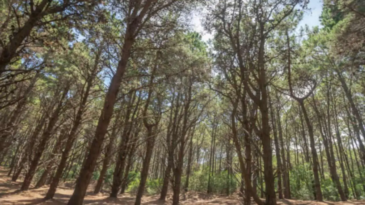 La Reserva en Costa del Este es uno de los lugares ideales para descansar