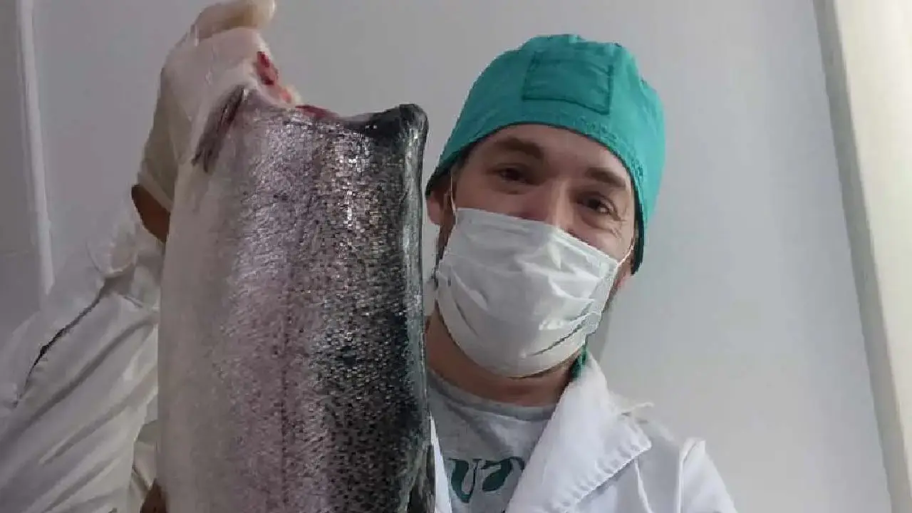 Negocio inédito: startup usa restos de pescado que iban a la basura para crear medicamentos regenerativos