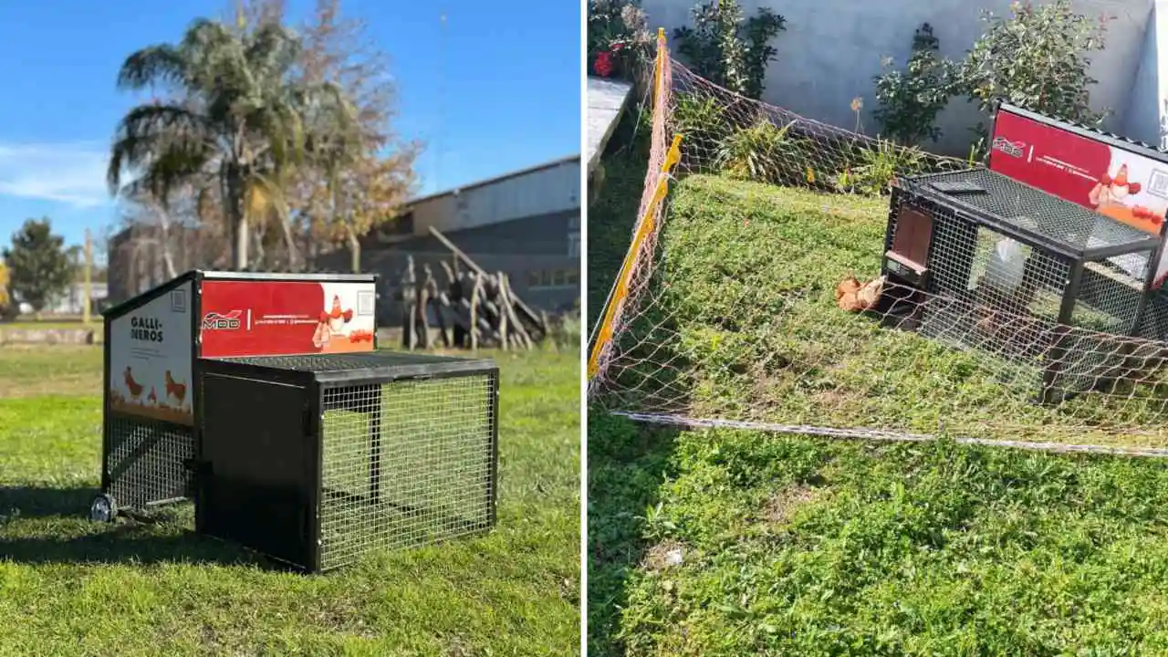 El gallinero móvil permite regenerar el suelo, mejorar el pasto y producir huevos de alta calidad