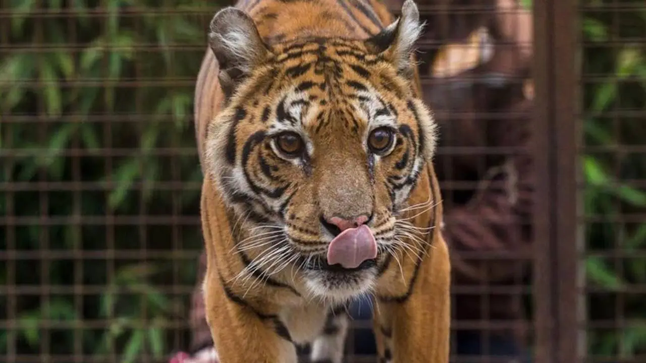 Del Zoo de Luján a la vida en libertad: a dónde llevaron a los dos osos y la tigresa rescatados