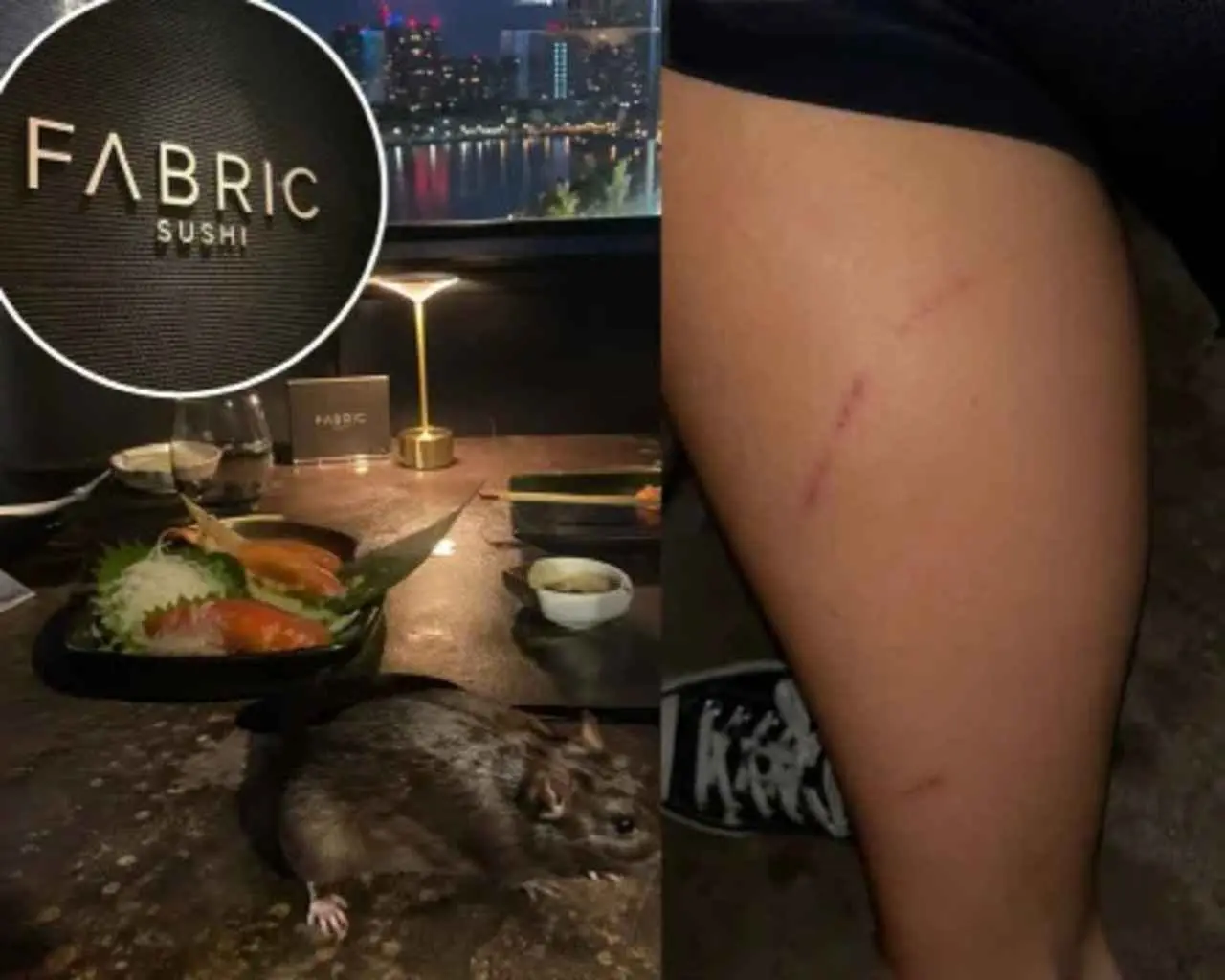 Ratas en Fabric Sushi