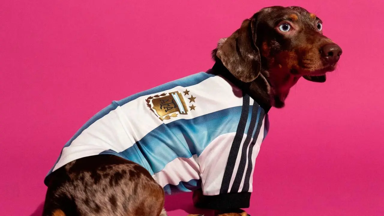 adidas venderá camisetas oficiales para mascotas: en Argentina costarán $59.999