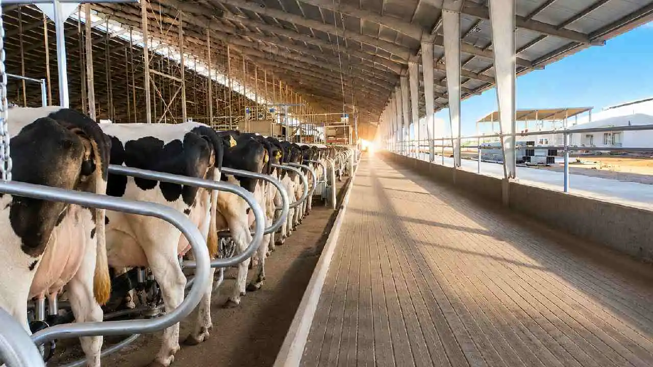 En un pueblo bonaerense nace el tambo más grande y avanzado de la región: 6.000 vacas ordeñadas por 100 robots