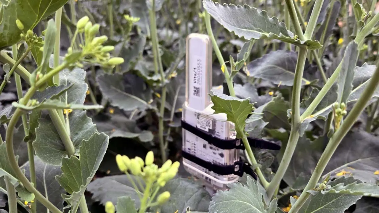 Sensor Vita en área productiva. Foto suministrada por
