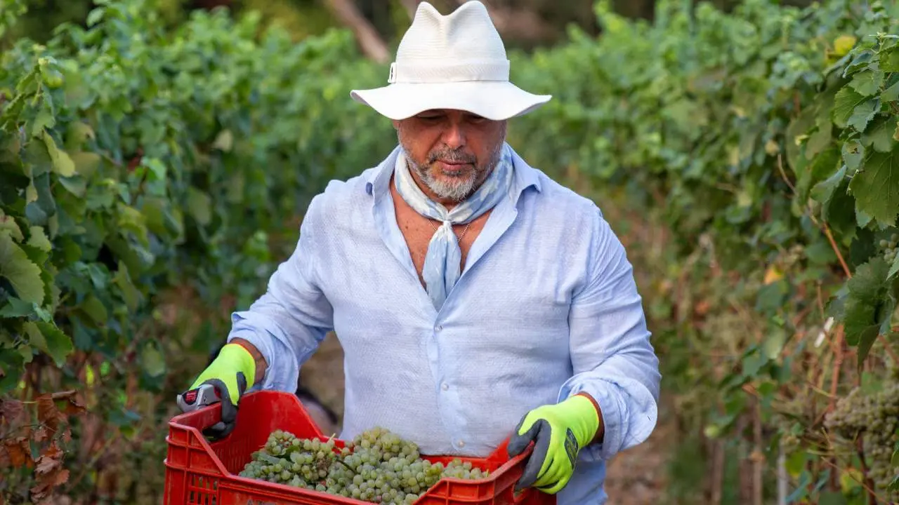 Donato y su trabajo en la vendimia