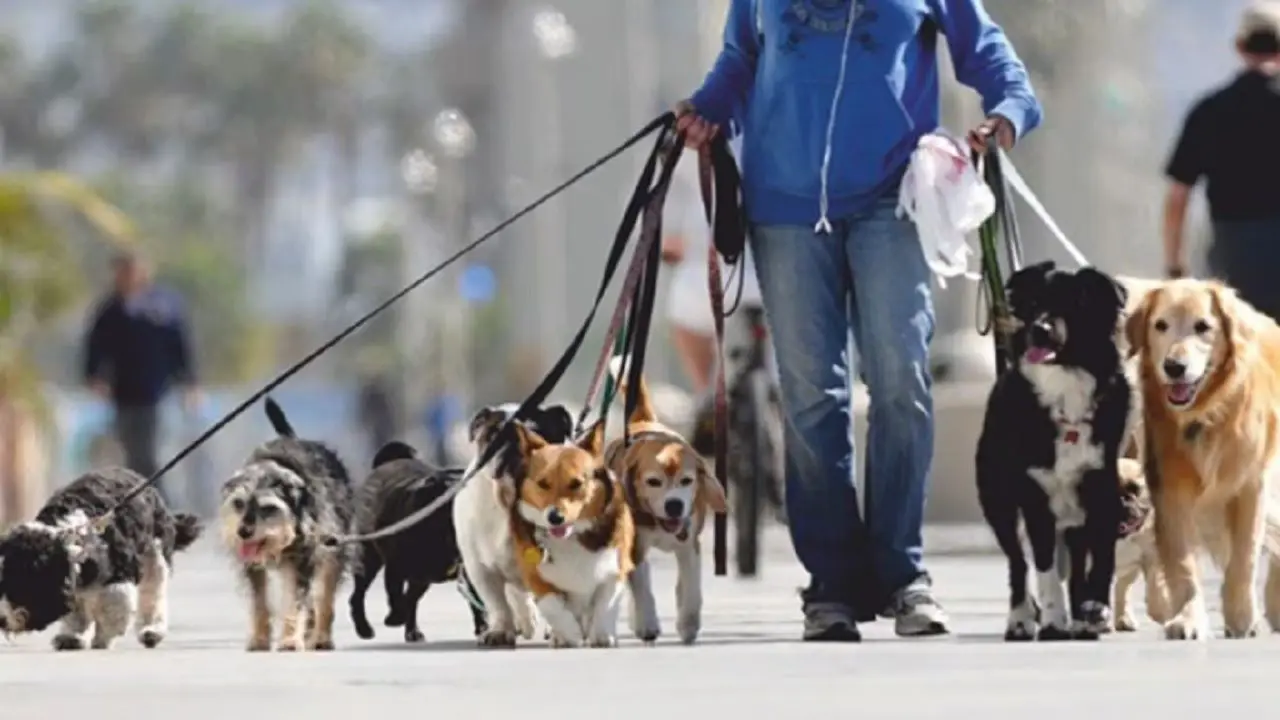 Un hombre caminando en la calle rodeado de perros a los que pasea
