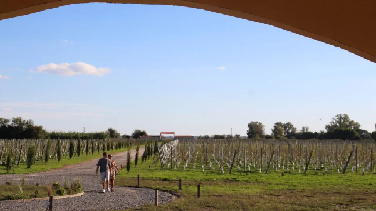 Una pareja caminando en in viñedo en un día soleado