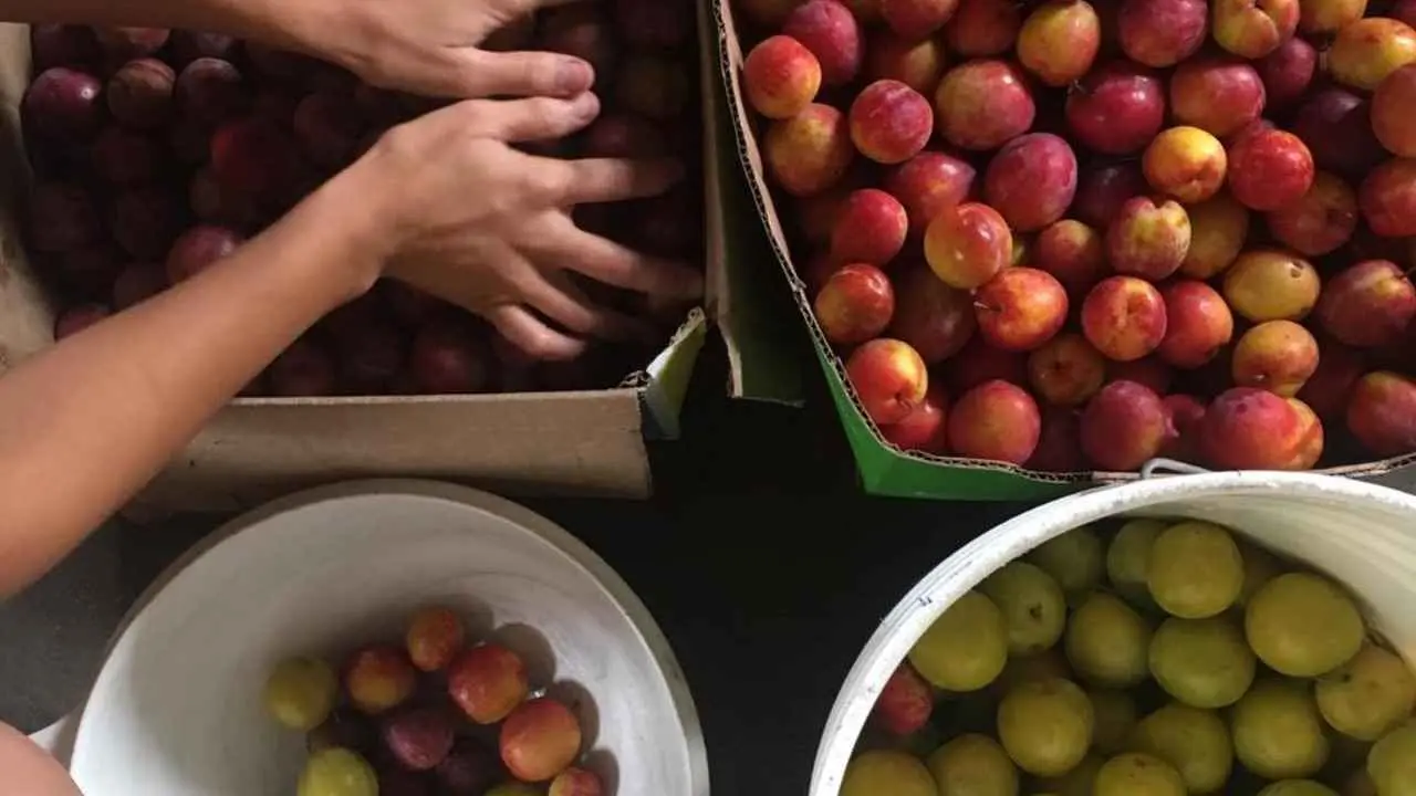 persona separando frutas y verduras