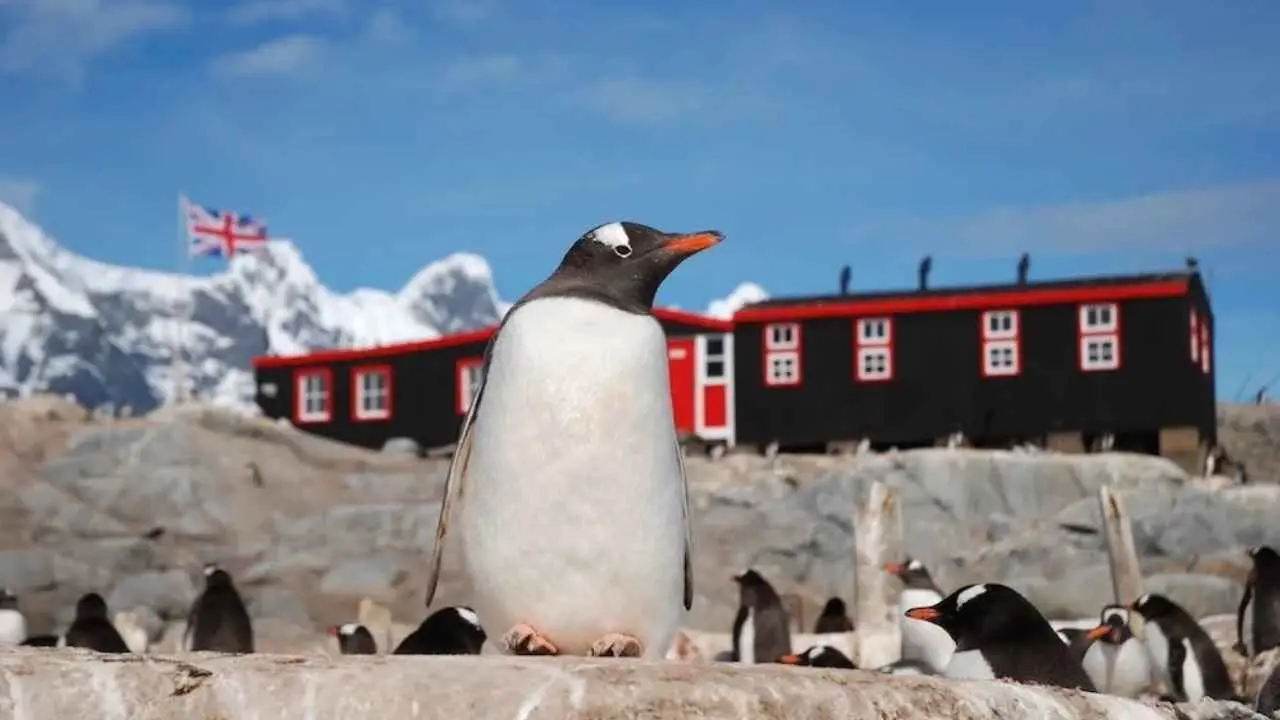 Pagan hasta 2.500 euros al mes por contar pingüinos y atender turistas en la Antártida