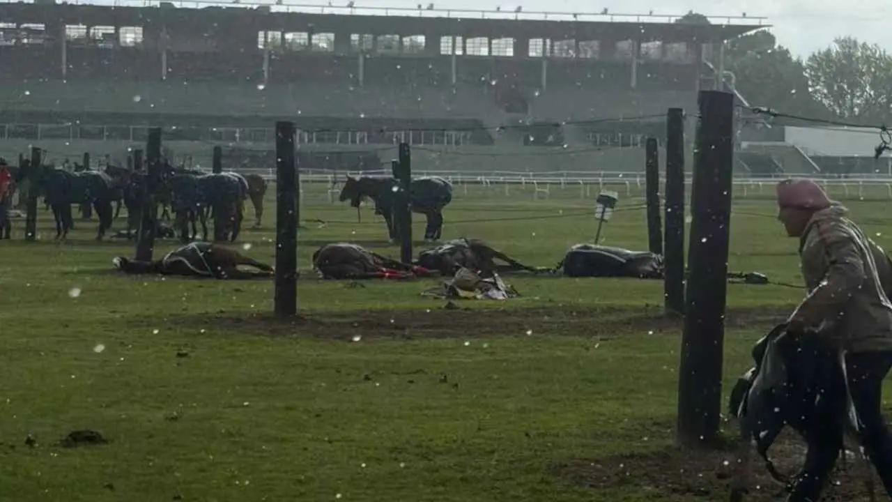Cuatro caballos murieron en el Jockey Club de San Isidro