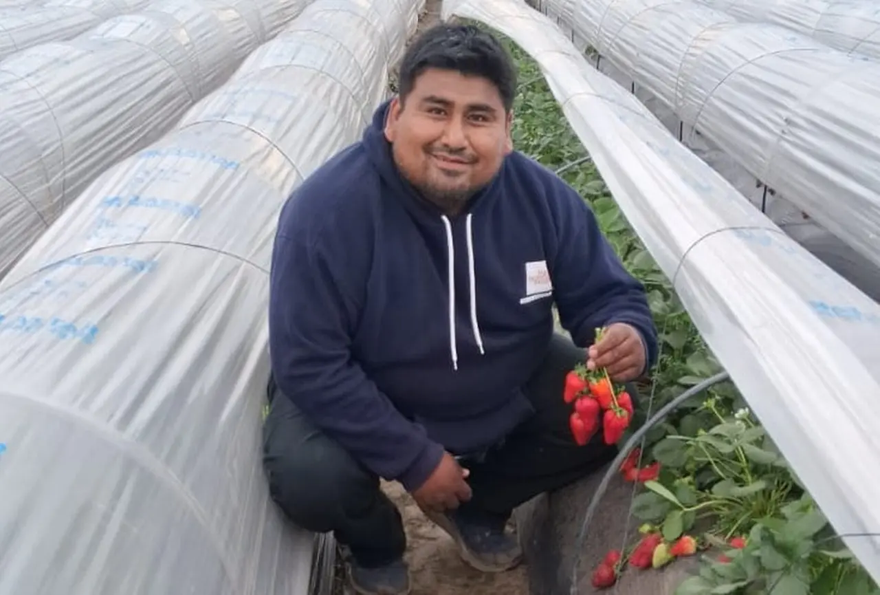 Pablo Flores produciendo frutillas en Pergamino