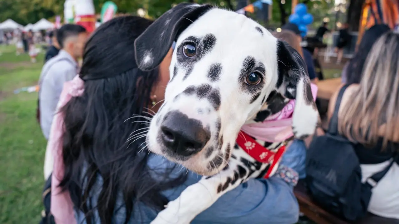 Chacarita tendrá crematorio público para mascotas: cuánto costará y quiénes no pagarán