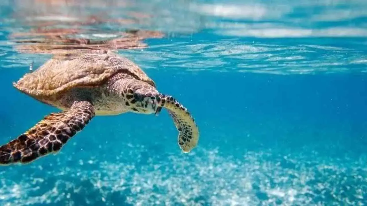 Costa Rica ofrece comida y alojamiento a voluntarios que cuidan tortugas marinas