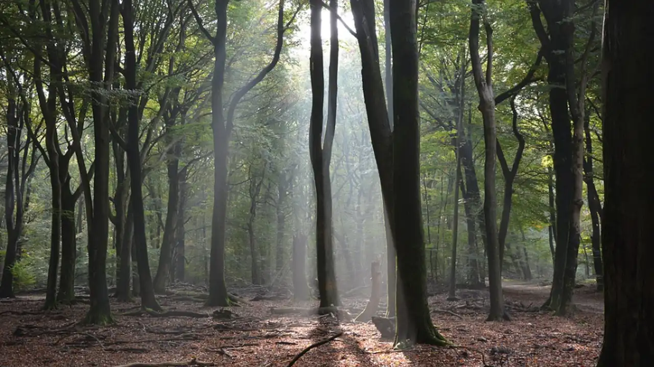 Imaginá que estás en un bosque misterioso y seguí las instrucciones para conocer más sobre distintos aspectos de tu vida