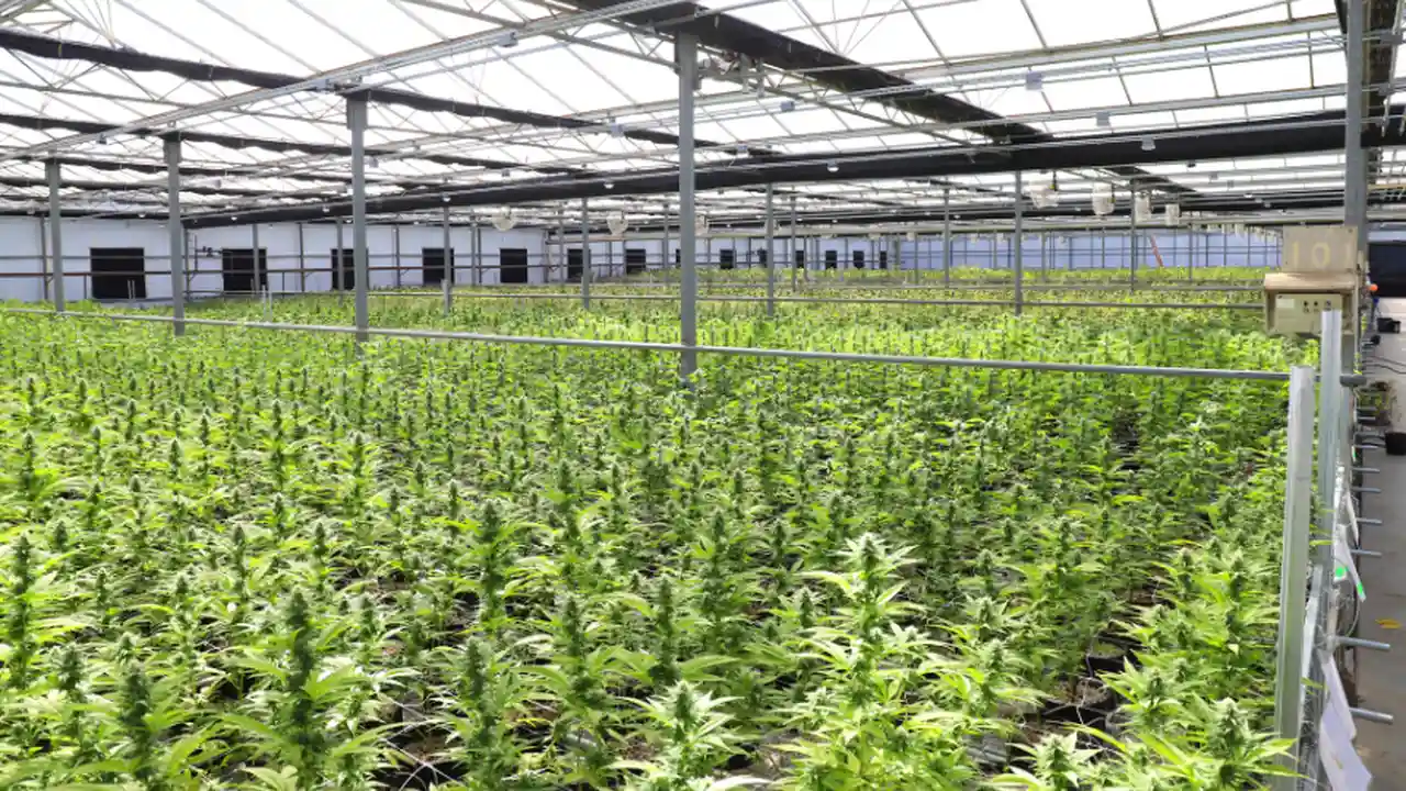Se estima que la producción local de cannabis moverá u$s450 millones anuales en Argentina