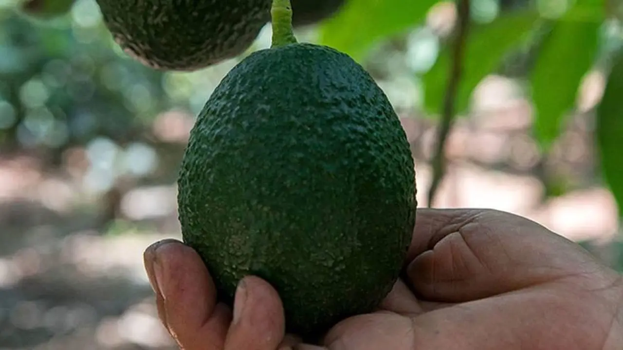 La palta Hass es una de las variedades de este vegetal, que muchos consideran que es una fruta