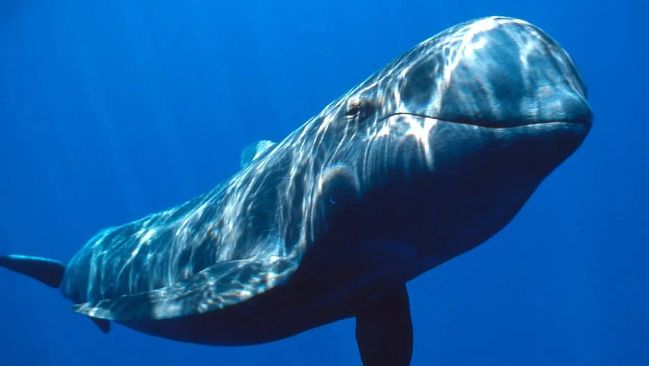 La inteligencia artificial de Google quiere descifrar el canto de las ballenas
