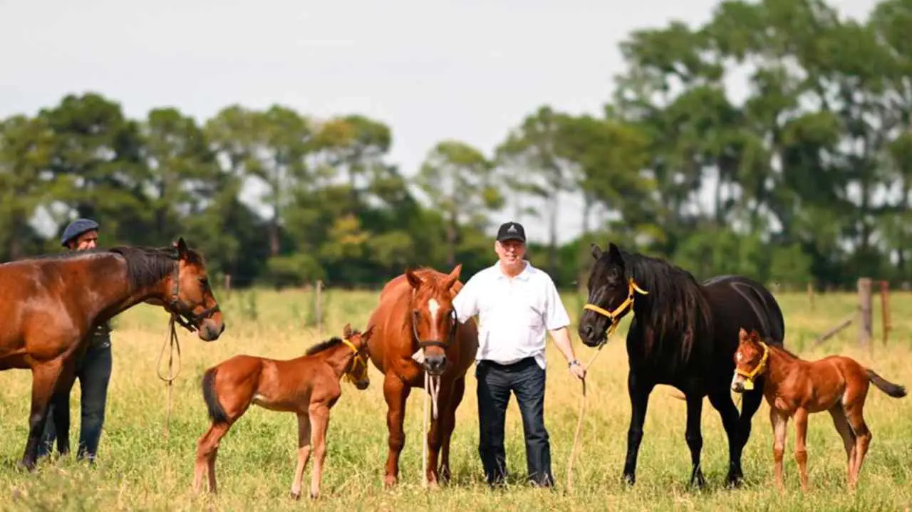 Orgullo argentino: Una biotech desarrolló los primeros caballos diseñados genéticamente en el mundo