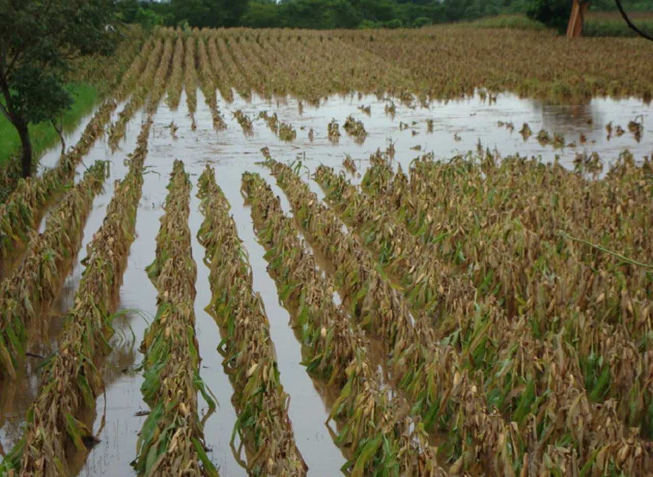 Las inundaciones jaquean al campo: el 34% del trigo sembrado esta con exceso  de agua