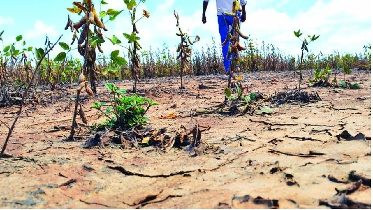 La sequía en el campo argentino es la peor desde que comenzó el nuevo siglo