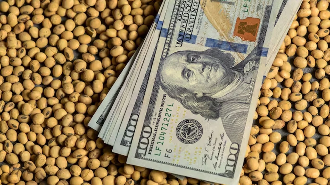 dólar, soja, campo