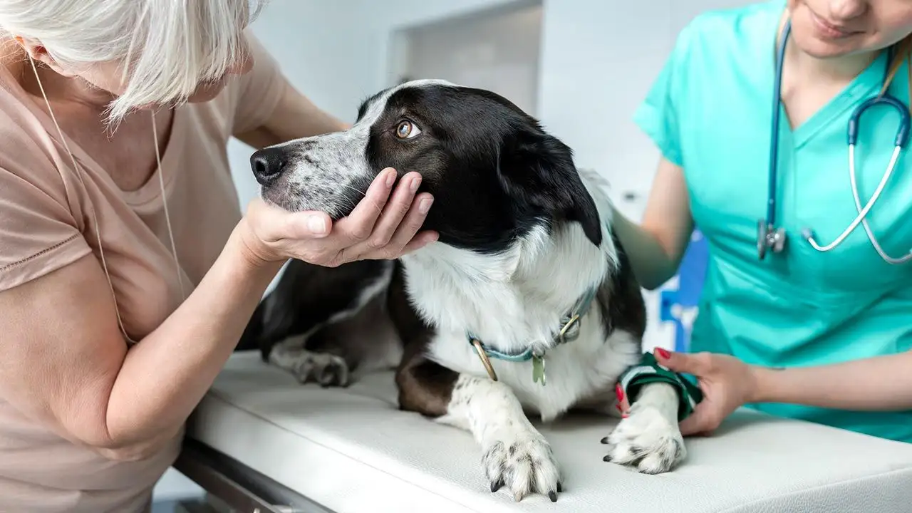 Inauguran un nuevo centro de salud público para mascotas: dónde está