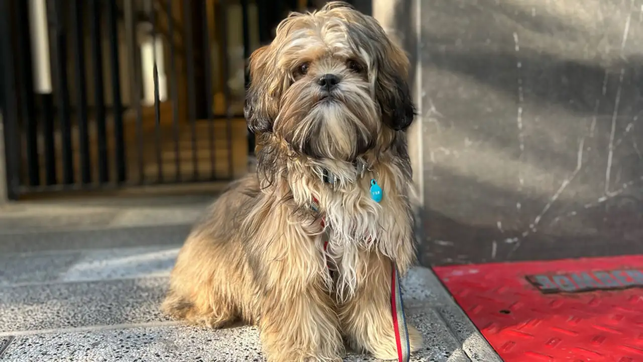 cuál es el costo mensual promedio por tener un perro
