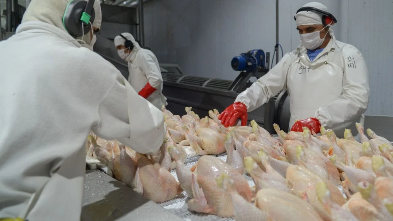 Producción de pollos