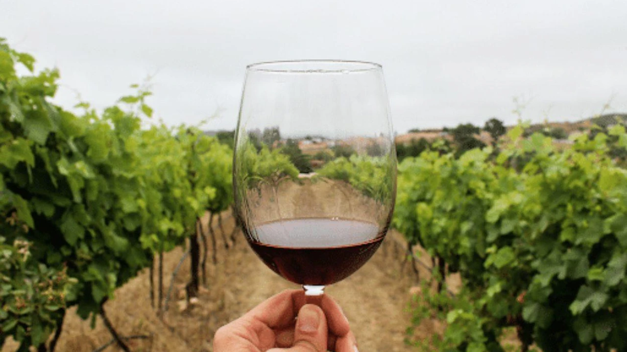 el nuevo impulso de la vitivinicultura argentina