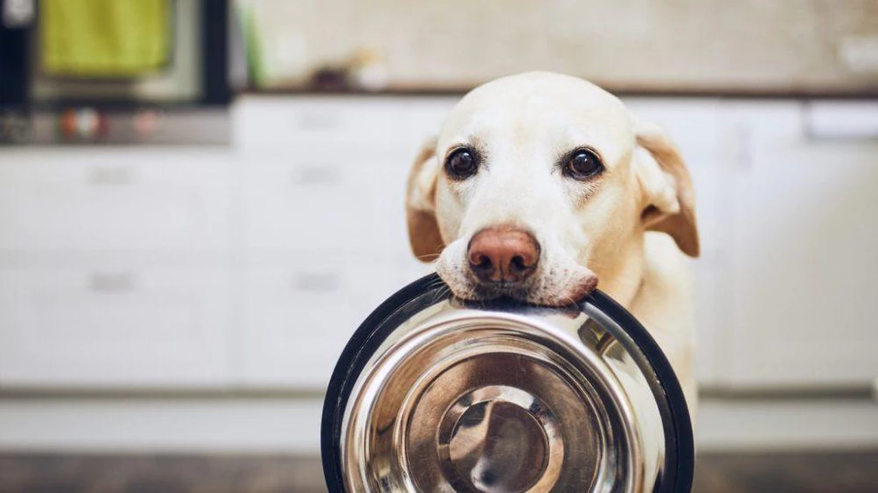 las bolsas de comida para perros iams son reciclables