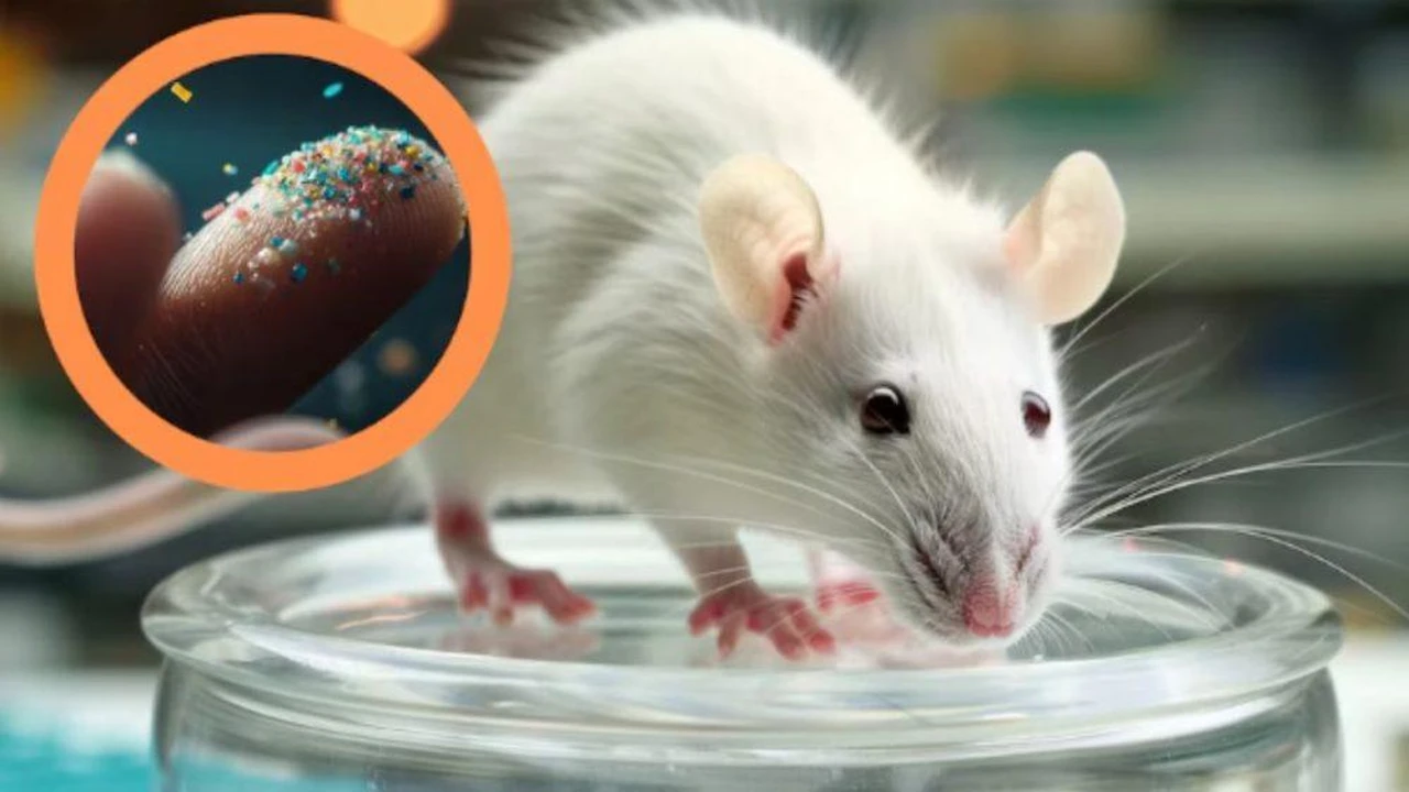 Estudio en ratones liga microplásticos con disfunciones en crías