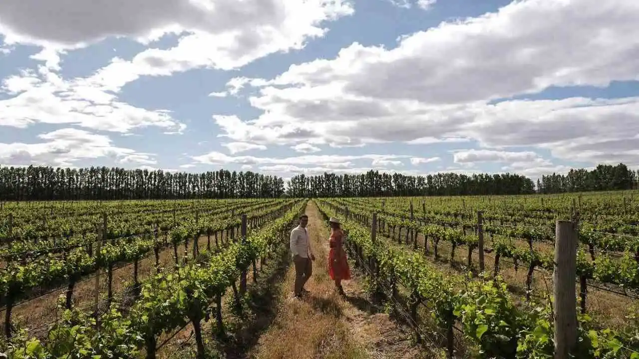 la Ruta del Vino que pone a La Pampa en el mapa turístico