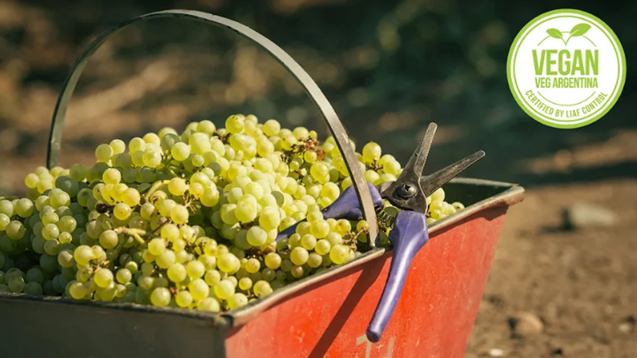 Lanzan en Argentina vinos espumantes para veganos: ¿cómo son?