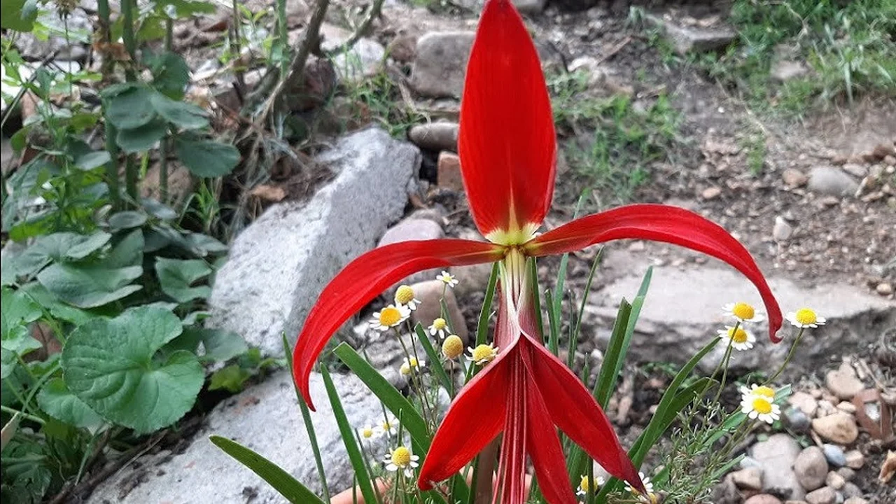 Flor de lis: ¿qué es y cuál es su significado espiritual?