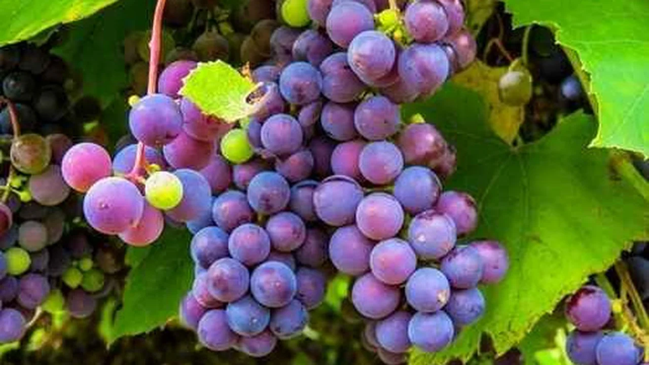 la provincia que ofrece la mejor ruta para los amantes del vino