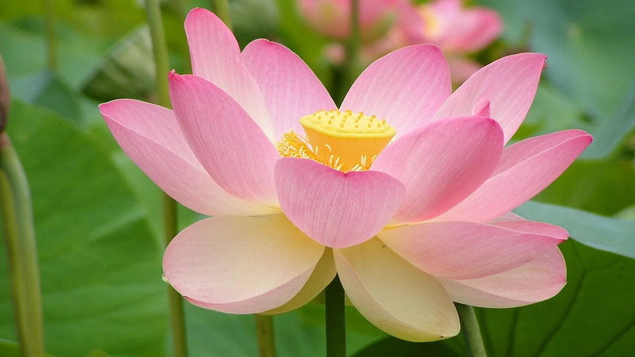 significado de la flor de loto amarilla