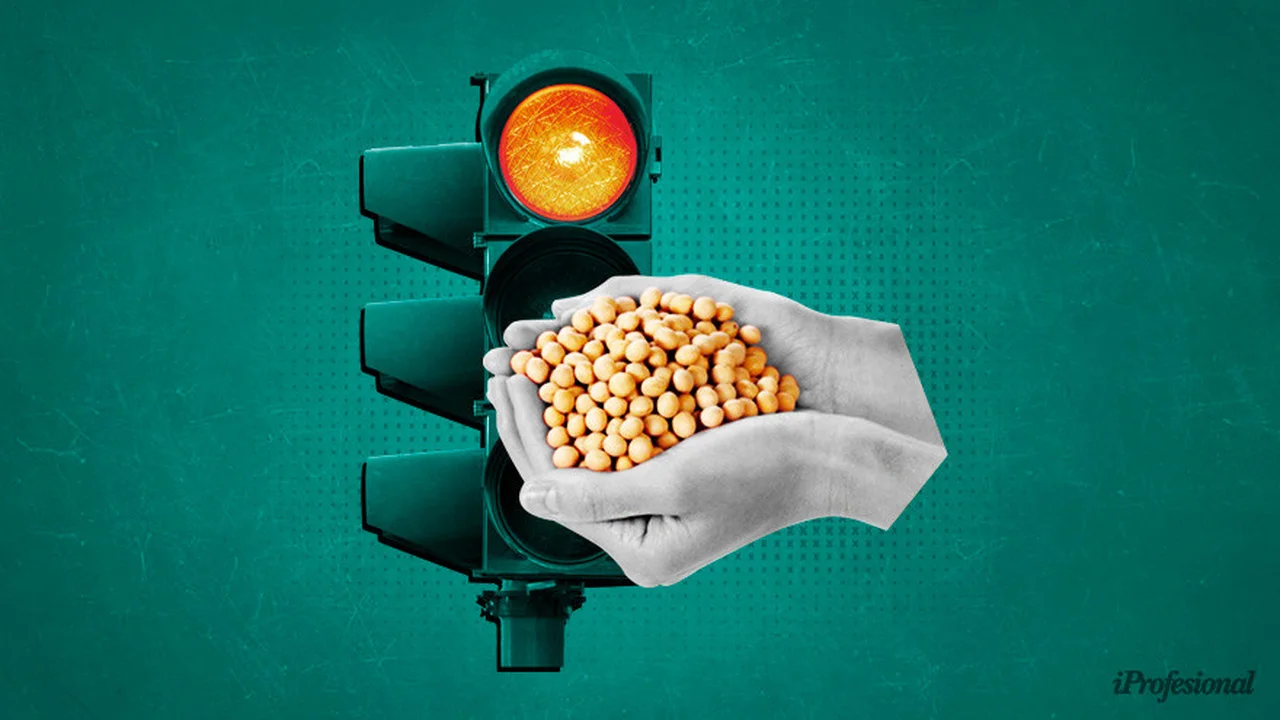 El desplome de la soja en Argentina: ¿cuáles son los motivos?