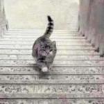 ¿Qué está haciendo este gato? Tu respuesta dirá cómo afrontás los problemas