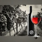 ¿Estás buscando vinos nuevos?: 10 etiquetas de estreno que tenés que probar