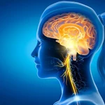 Qué es el nervio vago y qué influencia tiene sobre nuestras emociones