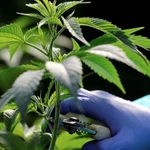 Esta empresa argentina crea un "motor" para rastrear el cannabis, los alimentos y la basura